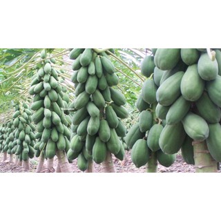 20 Hạt - Hạt Giống Đu Đủ Siêu Lùn Thái Lan Ruột Đỏ Phương Nam