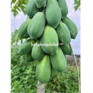 20 Hạt - Hạt Giống Đu Đủ Siêu Lùn Thái Lan Ruột Đỏ Phương Nam