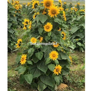 30 Hạt - Hạt Giống Hoa Hướng Dương Siêu Bông (Tháp) Phương Nam