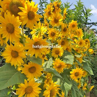 30 Hạt - Hạt Giống Hoa Hướng Dương Siêu Bông (Tháp) Phương Nam