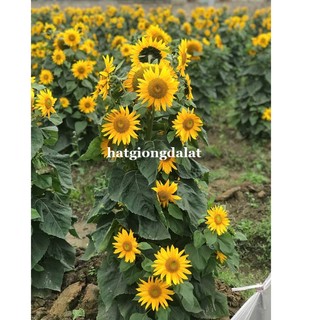 30 Hạt - Hạt Giống Hoa Hướng Dương Siêu Bông (Tháp) Phương Nam