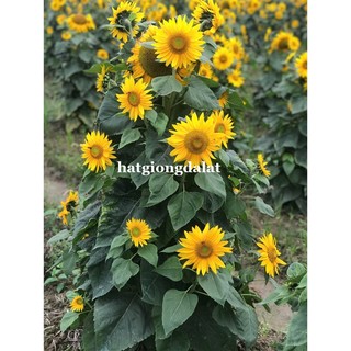 30 Hạt - Hạt Giống Hoa Hướng Dương Siêu Bông (Tháp) Phương Nam