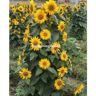 30 Hạt - Hạt Giống Hoa Hướng Dương Siêu Bông (Tháp) Phương Nam