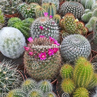 20 Hạt - Hạt Giống Xương Rồng Mix Phương Nam