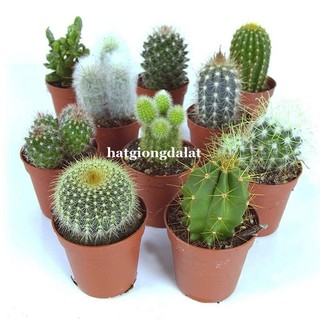 20 Hạt - Hạt Giống Xương Rồng Mix Phương Nam