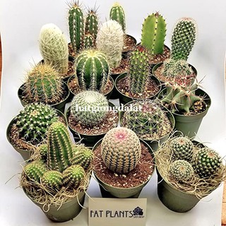 20 Hạt - Hạt Giống Xương Rồng Mix Phương Nam