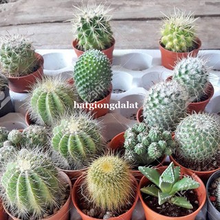 20 Hạt - Hạt Giống Xương Rồng Mix Phương Nam