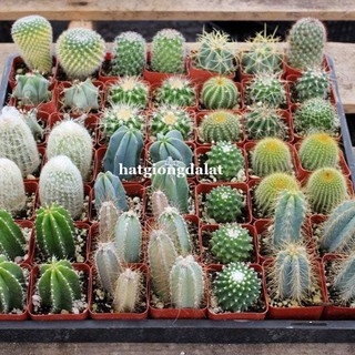 20 Hạt - Hạt Giống Xương Rồng Mix Phương Nam
