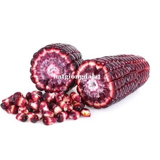 20 Hạt - Hạt Giống Bắp (Ngô) Tím Phương Nam