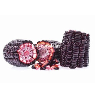 20 Hạt - Hạt Giống Bắp (Ngô) Tím Phương Nam