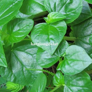 0,5 Gram - Hạt Giống Càng Cua Phương Nam