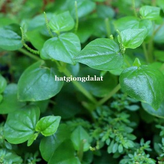 0,5 Gram - Hạt Giống Càng Cua Phương Nam