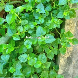 0,5 Gram - Hạt Giống Càng Cua Phương Nam