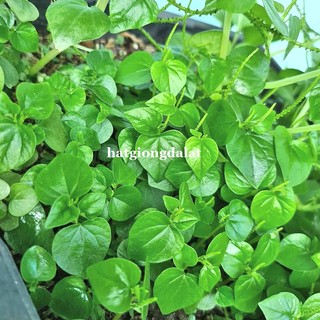 0,5 Gram - Hạt Giống Càng Cua Phương Nam