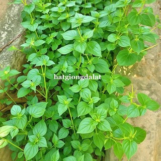 0,5 Gram - Hạt Giống Càng Cua Phương Nam