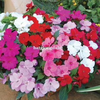 50 Hạt - Hạt Giống Hoa Ngọc Thảo (Mai Địa Thảo) Đơn Mix Phương Nam