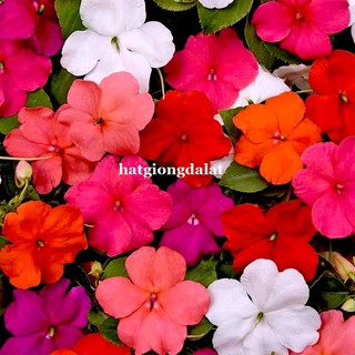 50 Hạt - Hạt Giống Hoa Ngọc Thảo (Mai Địa Thảo) Đơn Mix Phương Nam