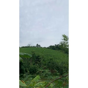 LÁ CHÈ TƯƠI – HÁI MỚI MỖI NGÀY, HƯƠNG THƠM THIÊN NHIÊN