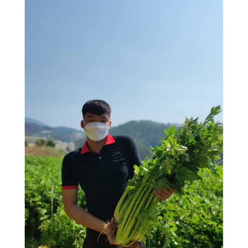 Cây giống Cần tây khổng lồ - Cần ép nước - Detox Healthy cho cơ thể