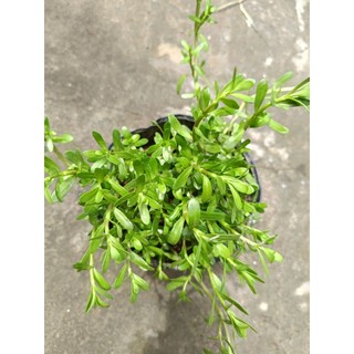 Chậu rau đắng biển- chậu C7