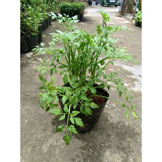Chậu rau cần đước ( cần ta)