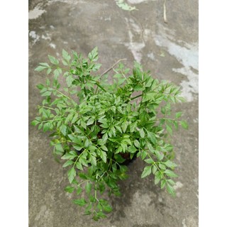 Chậu rau cần đước ( cần ta)