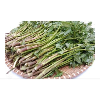 Chậu rau cần đước ( cần ta)