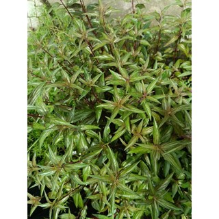 Chậu cây T.h.u.ố.c Dòi thân tím ( Bọ mắm) chậu 8 cây tươi tốt