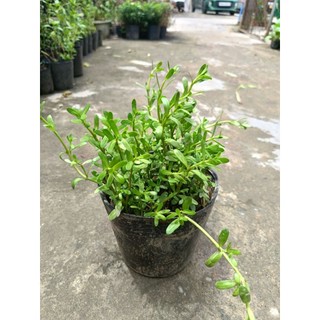 Chậu rau đắng biển- chậu C7