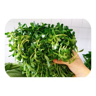 Chậu rau đắng biển- chậu C7