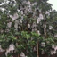 100 Túi bọc trái cây tránh ruồi vàng,sâu bọ châm trích tăng năng suất cây trồng CÔNG NGHỆ MỚI tái dùng nhiều lần