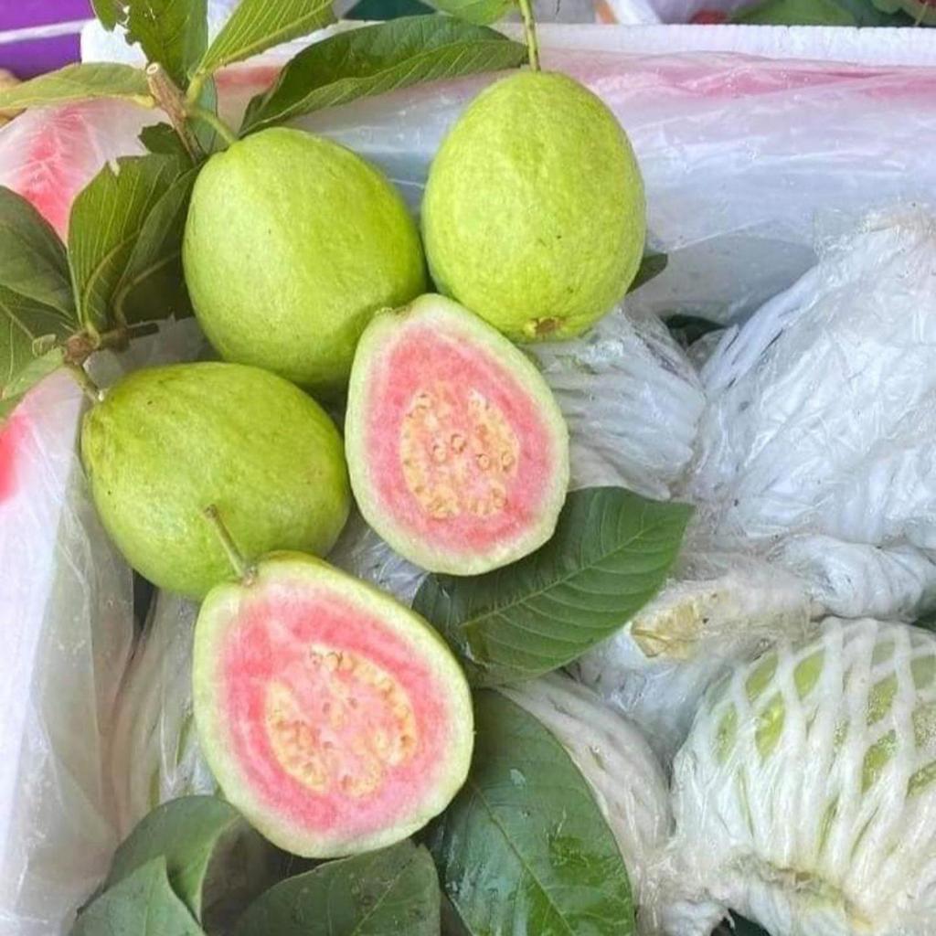 Cây ổi Ruby ruột đỏ - Ít hạt chuẩn giống, trái giòn ngọt, năng suất cao Kimbiofarm