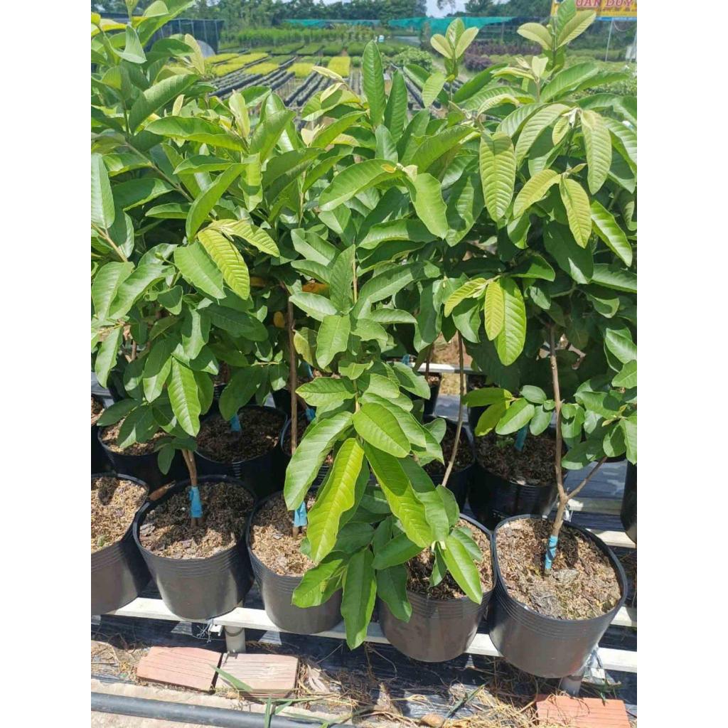 Cây ổi Ruby ruột đỏ - Ít hạt chuẩn giống, trái giòn ngọt, năng suất cao Kimbiofarm