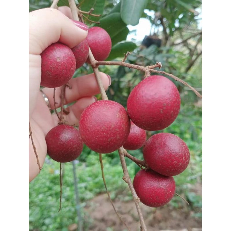 Cây nhãn xuồng tím – Giống nhãn tím quý hiếm, cơm dày, ngọt thanh