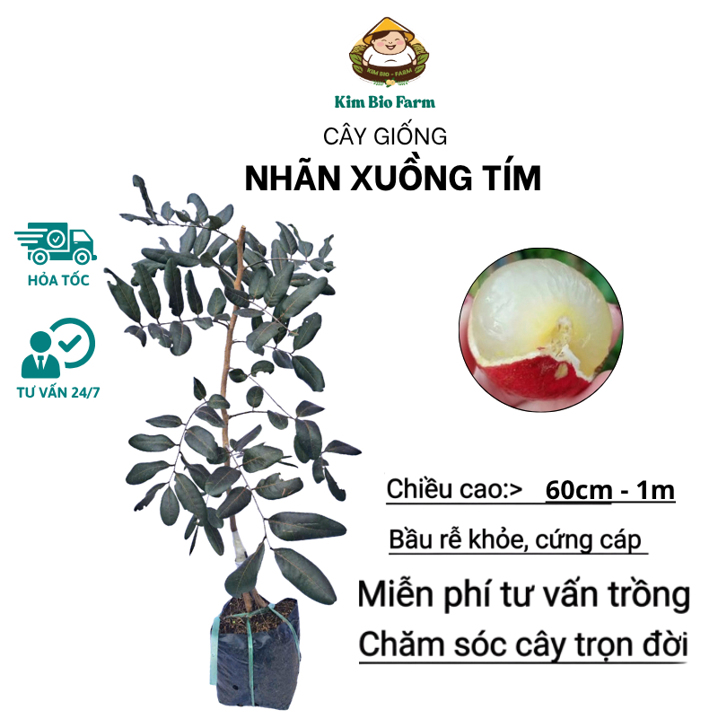 Cây nhãn xuồng tím – Giống nhãn tím quý hiếm, cơm dày, ngọt thanh