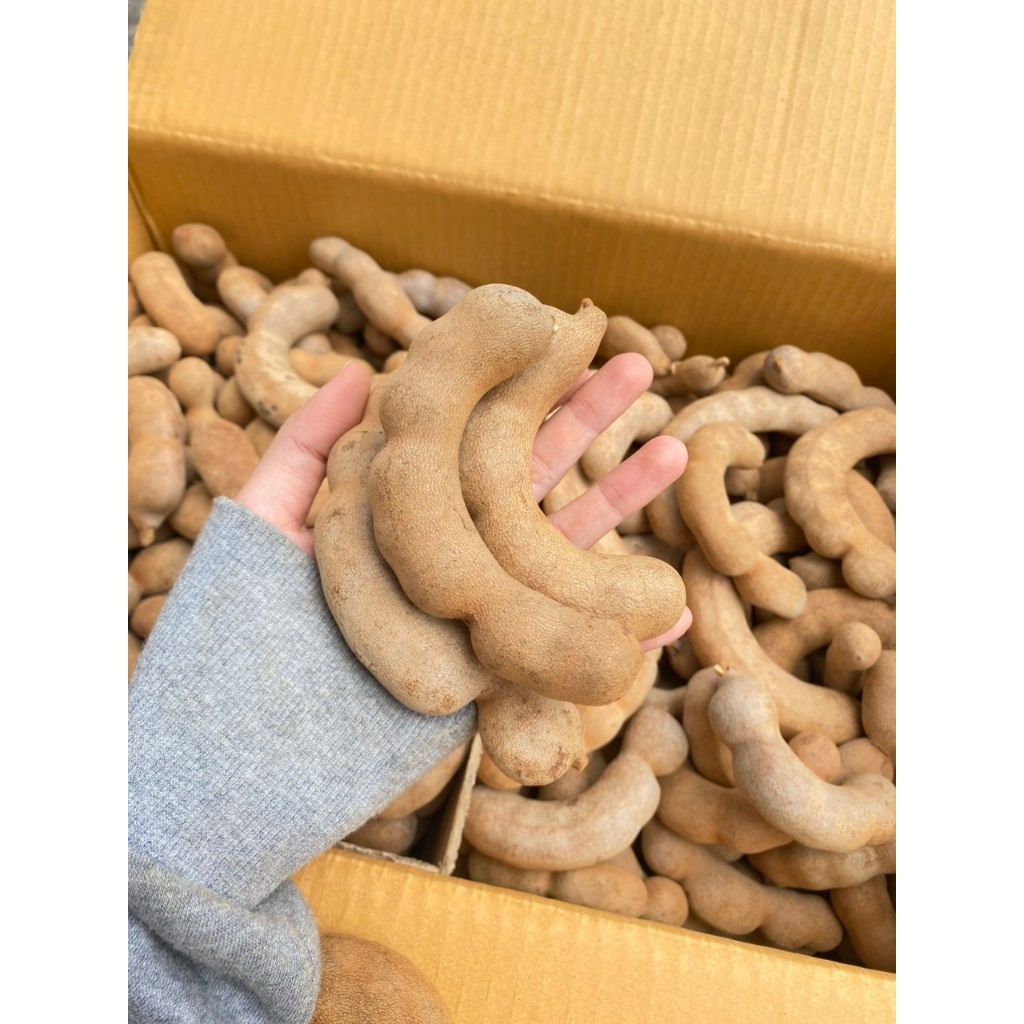 Cây me Thái – Giống me ngọt chuẩn giống sai trái, dễ trồng, nhanh cho thu hoạch