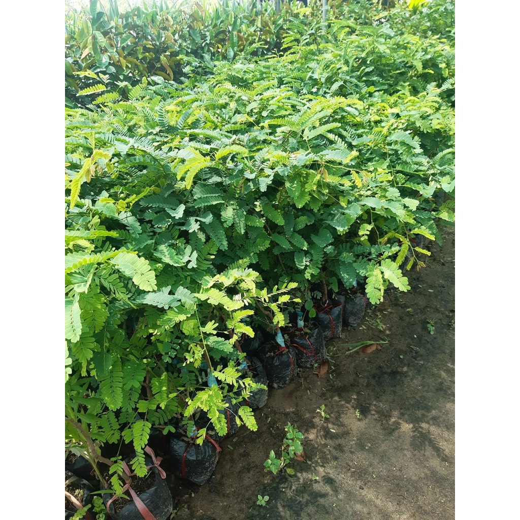 Cây me Thái – Giống me ngọt chuẩn giống sai trái, dễ trồng, nhanh cho thu hoạch