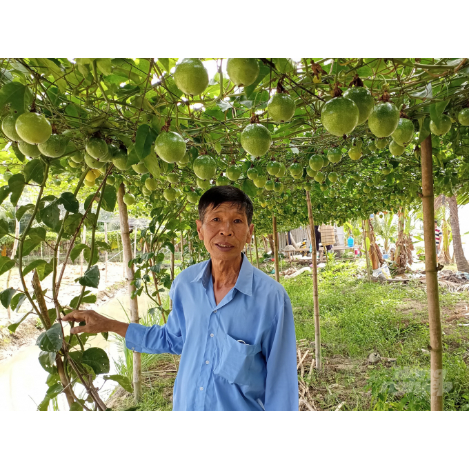 Cây chanh dây ngọt, chuẩn giống – Giống chanh leo ngọt dễ trồng, sai trái quanh năm