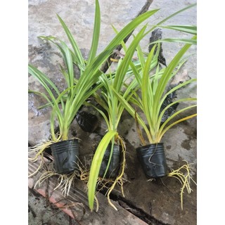 lá dứa combo 3 cây ,cây có rễ dễ trồng thuỷ sinh lọc nước hồ cá