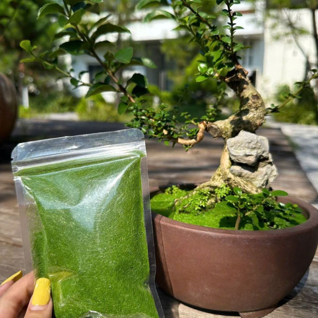 Bột Rêu Nhân Tạo Trang Trí, Phủ Gốc Cây Bonsai, Làm Tường Rêu, Tiểu ...