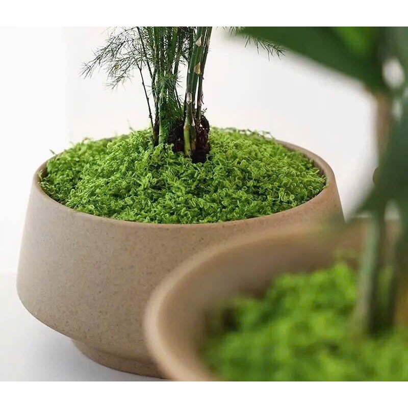 Rêu sợi nhân tạo phủ gốc cây,Trang trí chậu cây mini, tiểu cảnh, tường xanh & quán cà phê decor