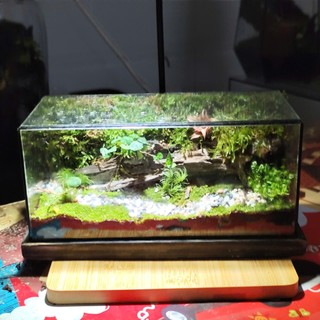 Terrarium Phong Thủy "MỘC LINH TIỂU CẢNH" - Linh Hồn Của Rừng Xanh Thu Nhỏ Trong Gian Nhà Bạn