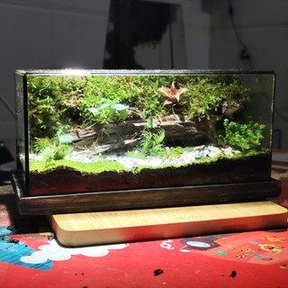 Terrarium Phong Thủy "MỘC LINH TIỂU CẢNH" - Linh Hồn Của Rừng Xanh Thu Nhỏ Trong Gian Nhà Bạn