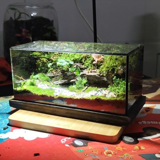Terrarium Phong Thủy "MỘC LINH TIỂU CẢNH" - Linh Hồn Của Rừng Xanh Thu Nhỏ Trong Gian Nhà Bạn
