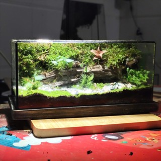 Terrarium Phong Thủy "MỘC LINH TIỂU CẢNH" - Linh Hồn Của Rừng Xanh Thu Nhỏ Trong Gian Nhà Bạn