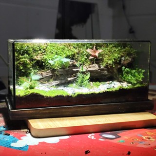 Terrarium Phong Thủy "MỘC LINH TIỂU CẢNH" - Linh Hồn Của Rừng Xanh Thu Nhỏ Trong Gian Nhà Bạn