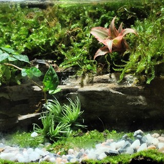 Terrarium Phong Thủy "MỘC LINH TIỂU CẢNH" - Linh Hồn Của Rừng Xanh Thu Nhỏ Trong Gian Nhà Bạn