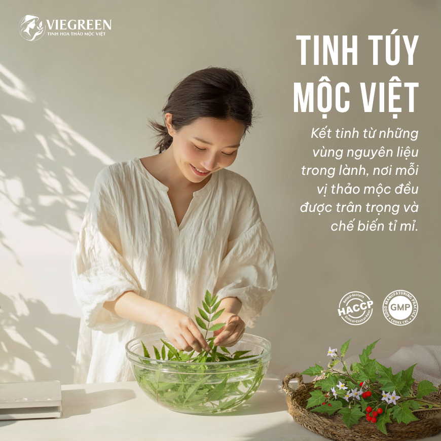 Combo 2 Trà Túi Lọc Cà Gai Leo + Đinh Lăng VIEGREEN 50x3g + 50x3g, GMP HACCP