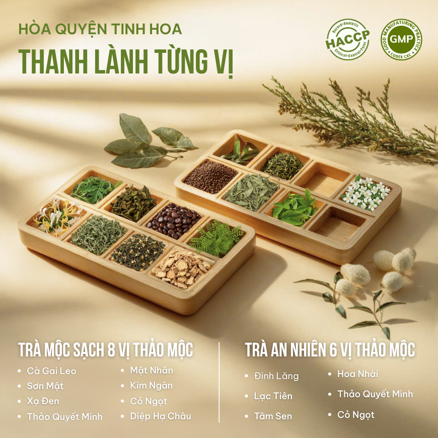 Combo 2 Trà Túi Lọc Cà Gai Leo + Đinh Lăng VIEGREEN 50x3g + 50x3g, GMP HACCP