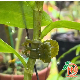 Combo 100 Kẹp Bướm Đài Loan Size Trung - Dùng Cho Hoa Lan, Cây Dây Leo, Bonsai